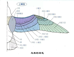 Illith采集到教程/过程