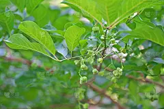 尤尼穆斯·哈密尔顿亚努斯