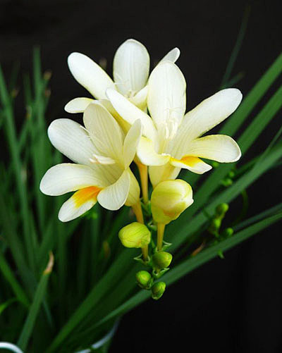 小苍兰