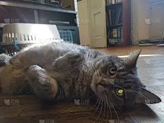 成熟的猫装死