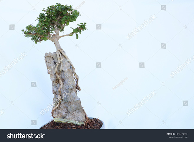 Bonsai trees have lo...