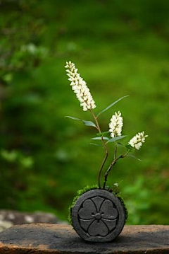 秋菊落英采集到流水