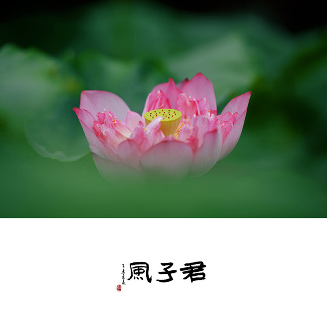 君子风