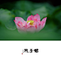 君子风