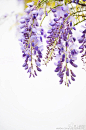 紫藤花_紫色垂挂的花
