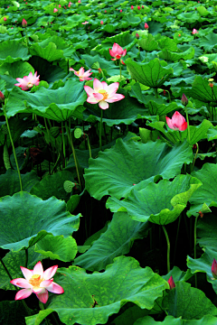 左孤°采集到莲花