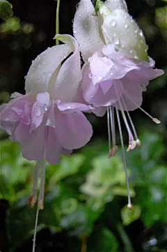 、雨茜采集到吊钟海棠