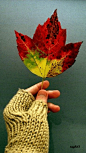 Autumn leaf #GIF#   灬铃兰灬采集