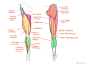 【新提醒】设计绘画视频教程_人体结构艺术解剖视频教程第三部分-腿部和脚结构 – Leg and Foot - http://www.cgdream.com.cn