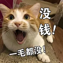 猫咪表情包