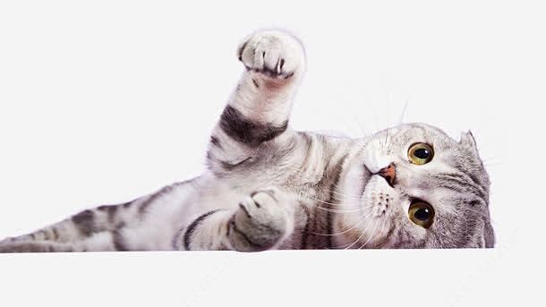 可爱的小猫咪免抠png素材_新图网ixi...