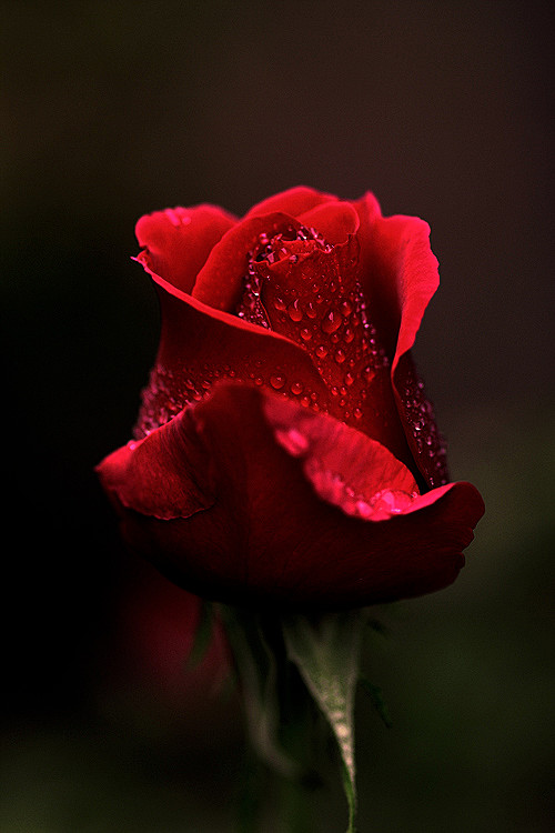 portrait of a rose b...