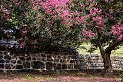 Crape Myrtles