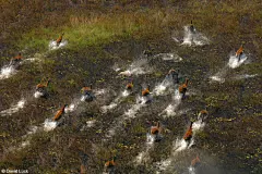 #熊猫君壁纸福利# 新的一周开始啦~嘿嘿
小伙伴们要像图里的赤驴羚（Red lechwe）一样冲劲满满呀！#熊猫君的自然朋友# 

奥卡万戈三角洲（Okavango Delta, Botswana, Africa.）的一群赤驴羚在跳跃奔跑 呈现了一幕壮观的景象。它们经常出没于沼泽地区以及近水的湿地，蹄的形状也非常 ​​​​...展开全文c