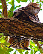 Owl | animals