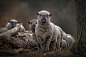 Sheeps by Peter Wagner on 500px