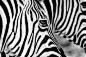 Zebra stripes by Chris Kolaczan on 500px