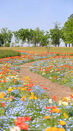 YINchuanchuan采集到花海