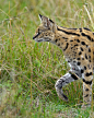 Photograph Hunting Serval by Marc MOL on 500px