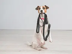 点击来源直接获取大图文件 |Jack Russell Terrier dog holding a leash and calling for a walk. 