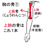 #绘画教程# 

关于肩膀和手臂的绘制参考
来自みじんコ王国（pid=642630）