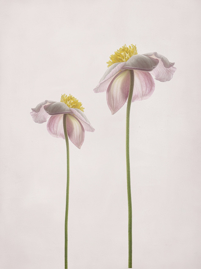 Anemone hupehensis :...