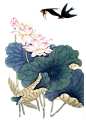 唯美古风水彩手绘荷花荷叶古典水墨莲花插画PNG免扣透明设计素材
