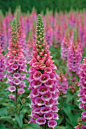 [毛地黄(Foxglove)] 
花语: 谎言