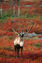 偶蹄目·反刍亚目·鹿科：北美苔原驯鹿