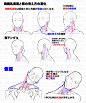 脖子肌肉变化 (9).png