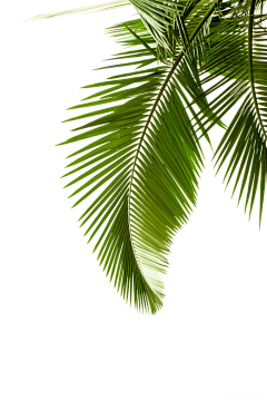 椰子℡采集到植物