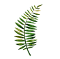 100种夏威夷热带生物水彩高清插图PNG免扣素材合集包 Tropicana