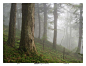 Fog lock pine forest