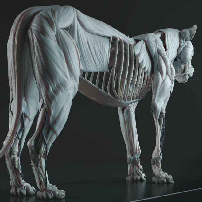 Lion anatomy, Maria Panfilova : Here is a digital animal anatomy atlas ...