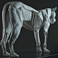 Cubebrush – Lion Anatomy 狮子解剖模型