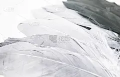 美丽的抽象近白、淡蓝色和紫色的羽毛背景和壁纸