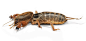 蝼蛄 [注 1]（英语：mole cricket），是多种地栖性节肢动物门昆虫纲直翅目蝼蛄科（学名：Gryllotalpidae}}）昆虫的总称。