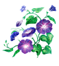 手绘紫色牵牛花鲜花树叶免抠__PNG：