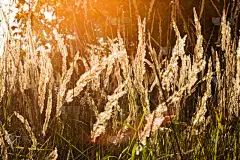 夏天,自然,春天,日光,正面视角,络腮胡子,水平画幅,尖的,无人,户外