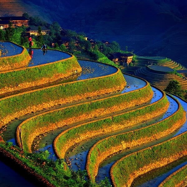 **Rice paddies in Ch...