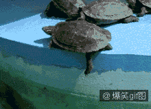 抢我的地盘！下去吧你