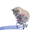 General 2048x1540 shopping cart cat white animals