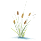 手绘水彩芦苇丛植物透明背景免抠PNG图案 装饰PS设计合成素材 (52)