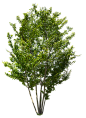 2t47_アラカシ_Glauca.png