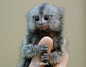 最小的猴子 狨猴 2