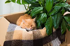 点击来源直接获取大图文件 |一只毛茸茸的红猫在有毯子和绿色植物的纸板箱里睡觉