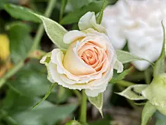 玫瑰花高清摄影素材