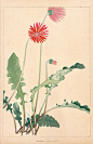 Chigusa Soun Flowers of Japan Woodblock Prints 1900