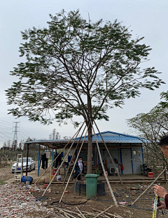 西瓜瓜123采集到植物选型