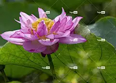 莲花 花 花壁纸 粉红色的花 花卉背景 美丽的花朵 花瓣